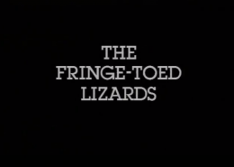 The Fringe-toed Lizards